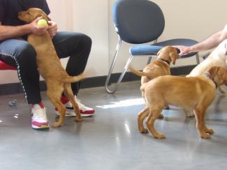 three labrardor puppies playing