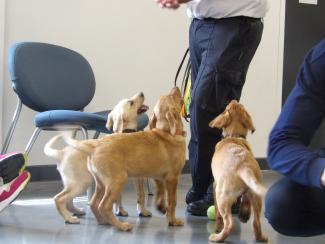 three labrador puppies standing with man