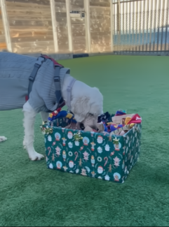 a dog with a gift box