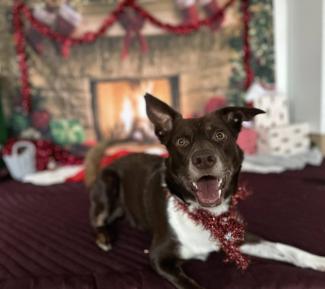 a dog in front of a christmas background